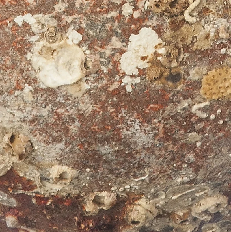 Amphore de mer antique 'Hadriaticum'
