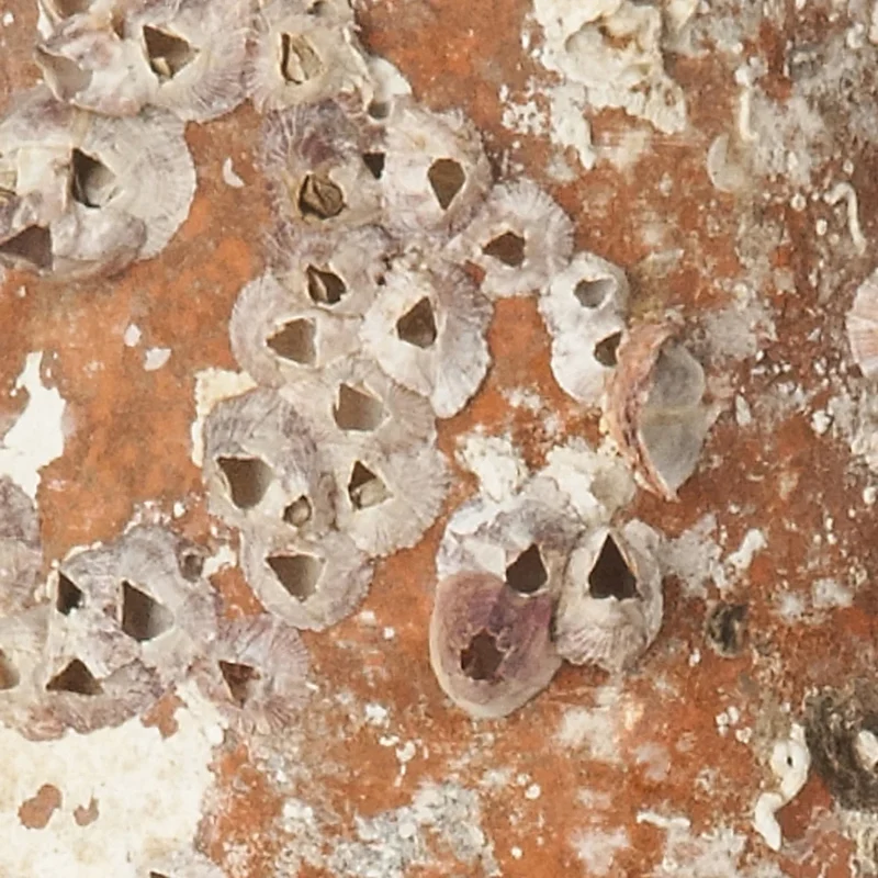 Amphore de mer antique 'Vesuvius'