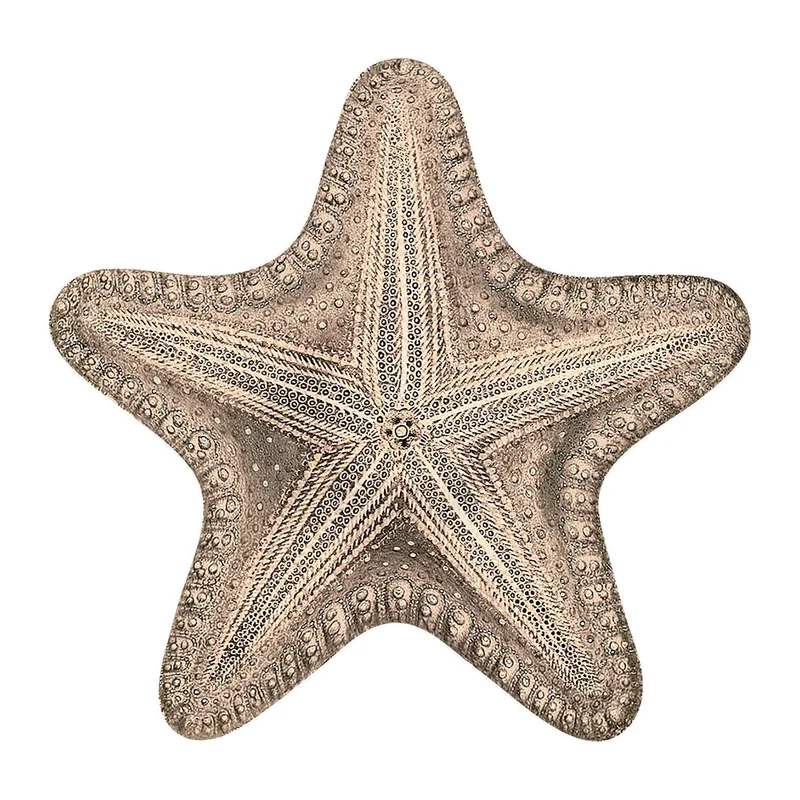 Étoile de mer PVC